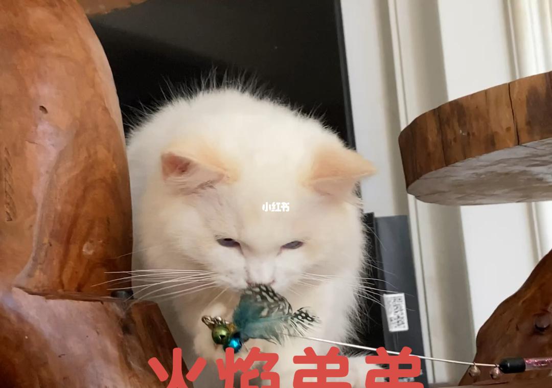 猫咪斗恶龙2：火焰之爪技能推荐