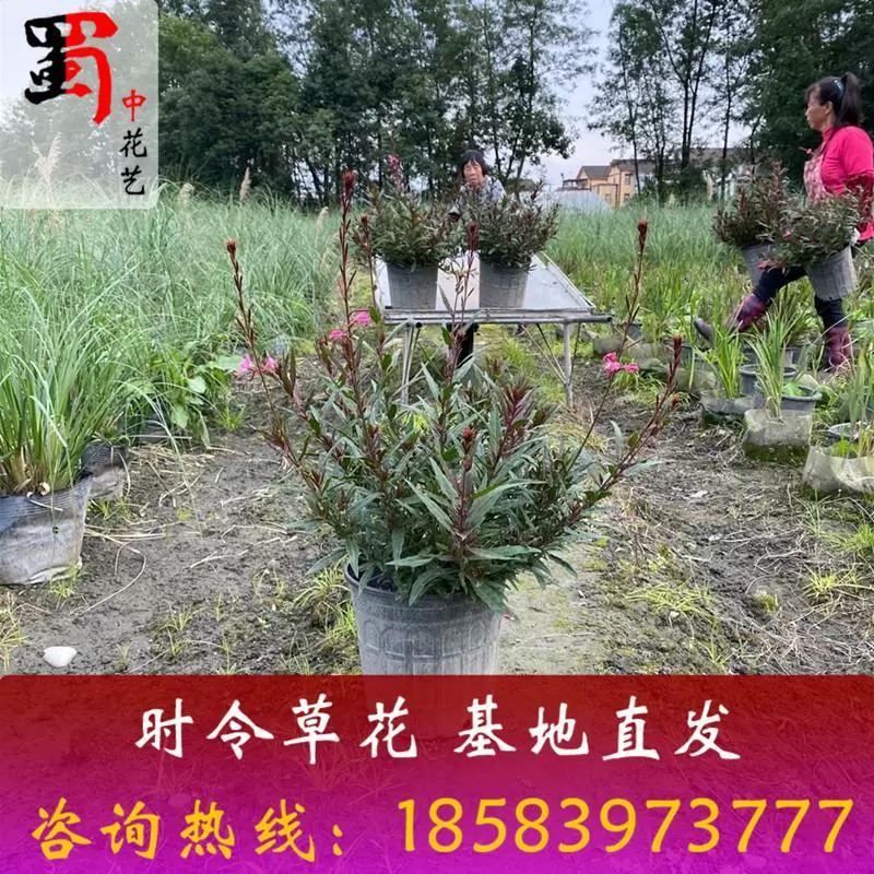 神秘美丽的莳花弄草
