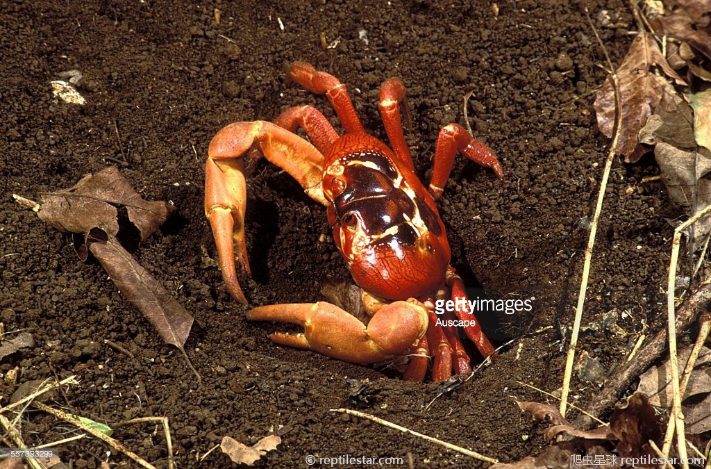 海底大猎杀螃蟹王权杖有什么用_海底大猎杀蟹王视频_海底大猎杀螃蟹王游戏