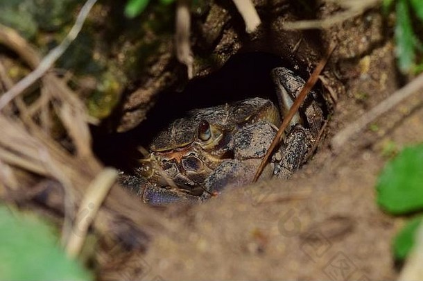 海底大猎杀蟹王视频_海底大猎杀螃蟹王权杖有什么用_海底大猎杀螃蟹王游戏