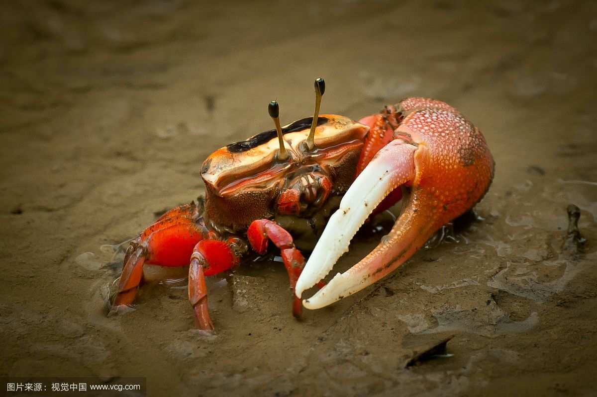 螃蟹生态系统_螃蟹 模式生物_螃蟹生物模式图片