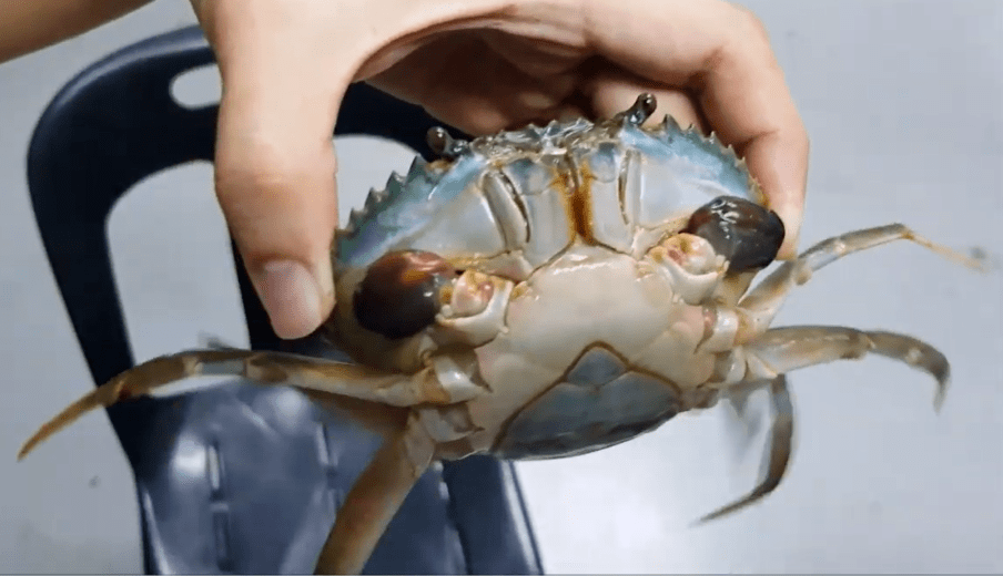 螃蟹生物模式图片_螃蟹生物模式图_螃蟹模式生物
