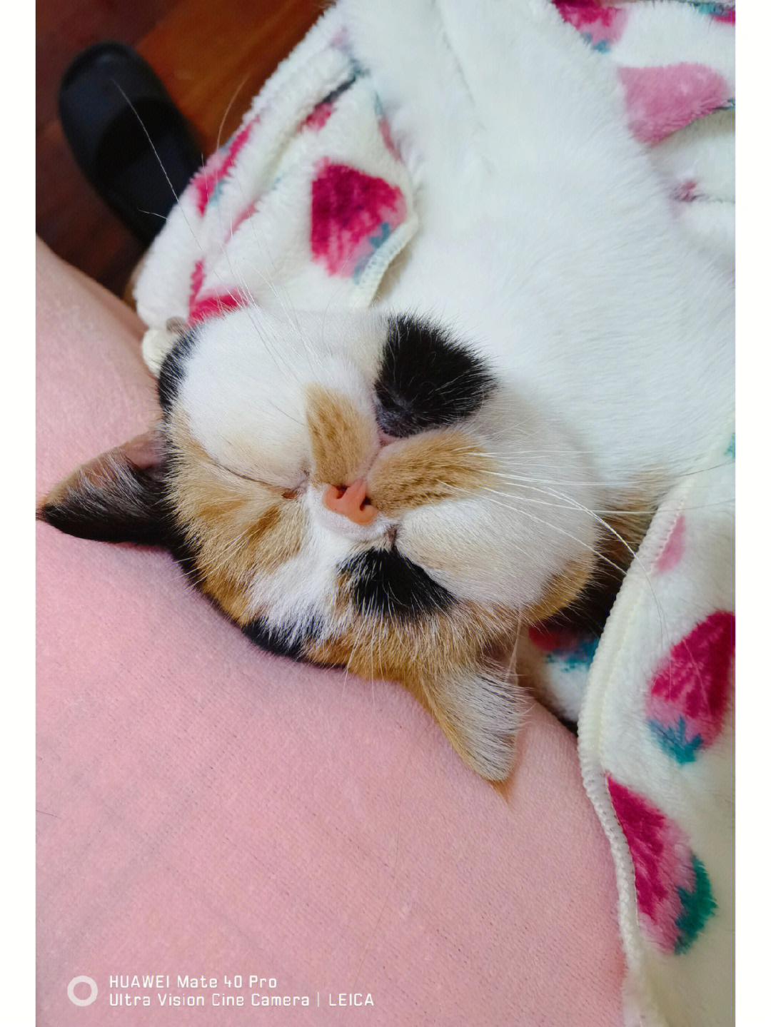 猫加菲魔术_加菲猫1_猫加菲猫