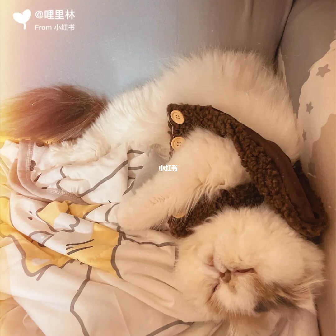 加菲猫1_猫加菲魔术_猫加菲猫