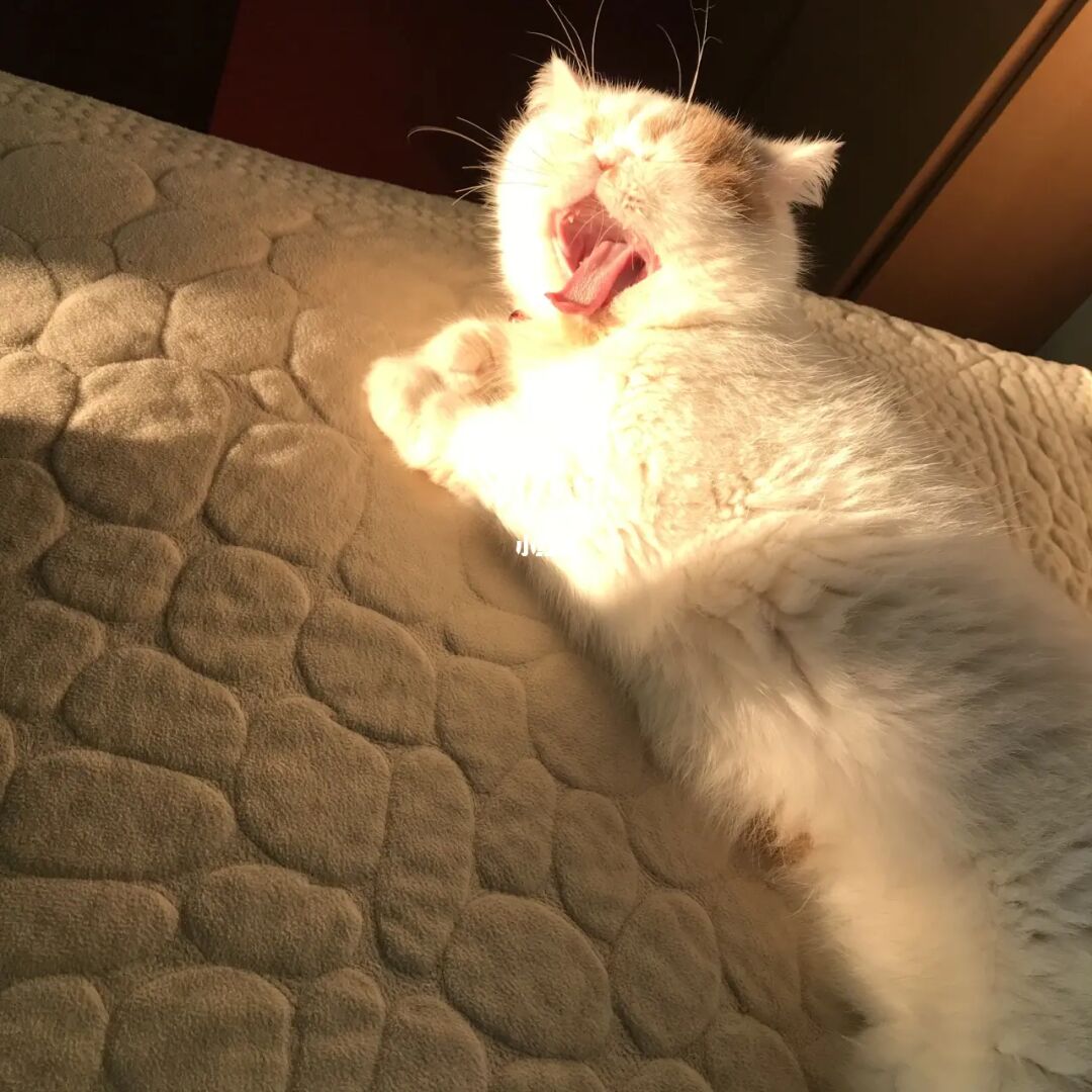 加菲猫1_猫加菲猫_猫加菲魔术