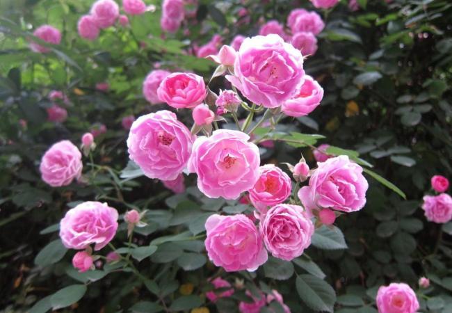 蔓德拉总统_蔓德拉_蔓德拉死了么