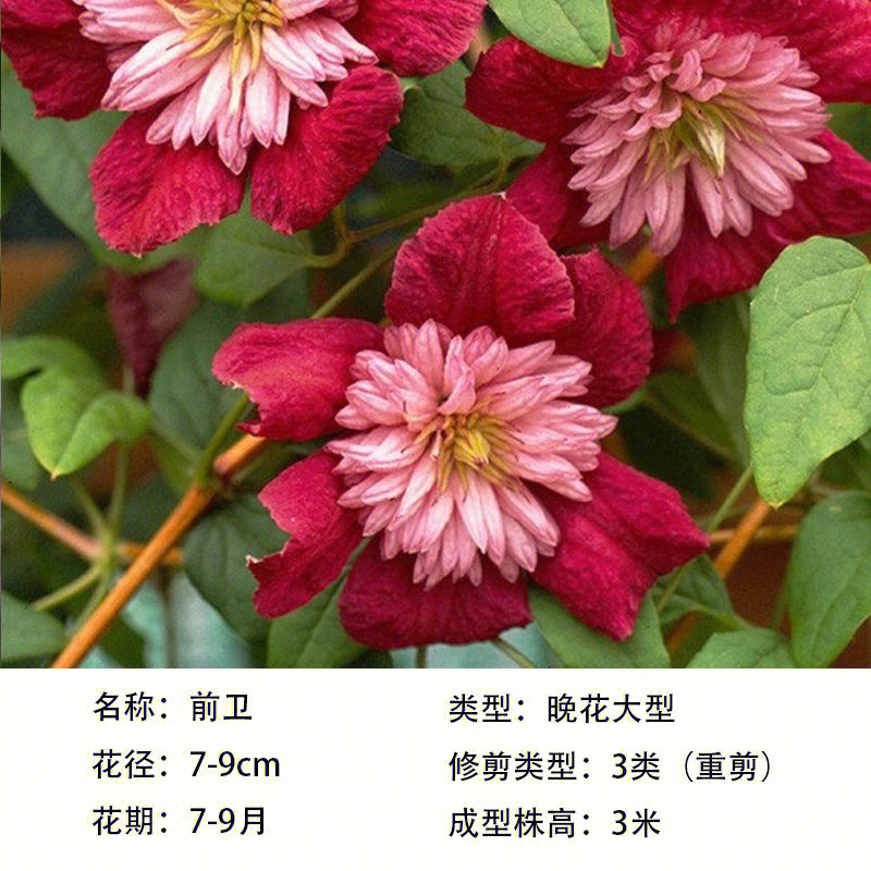 蔓德拉总统_蔓德拉_蔓德拉死了么