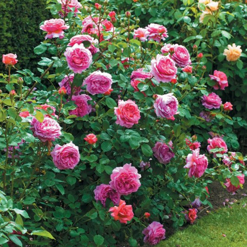 蔓德拉_蔓德拉总统_蔓德拉死了么