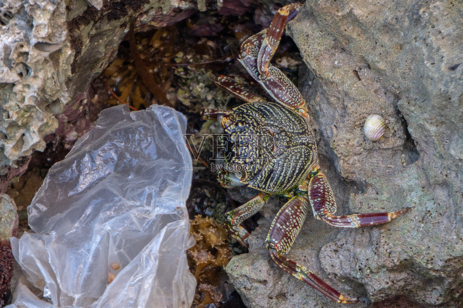 海底大猎杀crab madness是什么模式 海底大猎杀crabmadness指