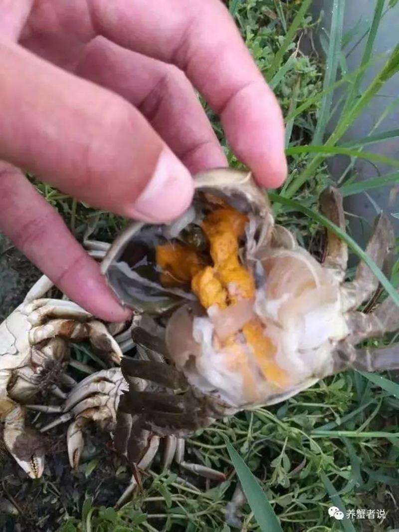 海底大猎杀螃蟹大战_海底大猎杀螃蟹走不动路bug_螃蟹的海底大猎杀视频