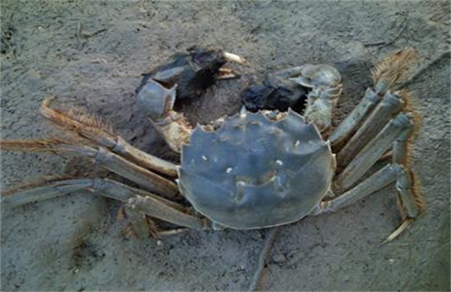 螃蟹的海底大猎杀视频_海底大猎杀螃蟹大战_海底大猎杀螃蟹走不动路bug