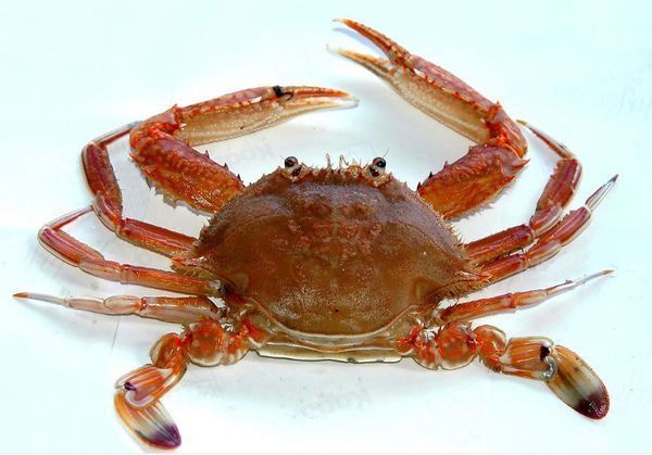 海底大猎杀螃蟹大战_螃蟹的海底大猎杀视频_海底大猎杀螃蟹走不动路bug