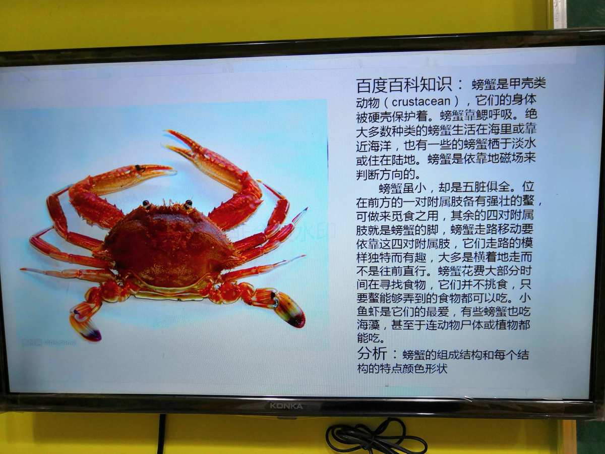 螃蟹生态系统_螃蟹 模式生物_螃蟹生物模式图片