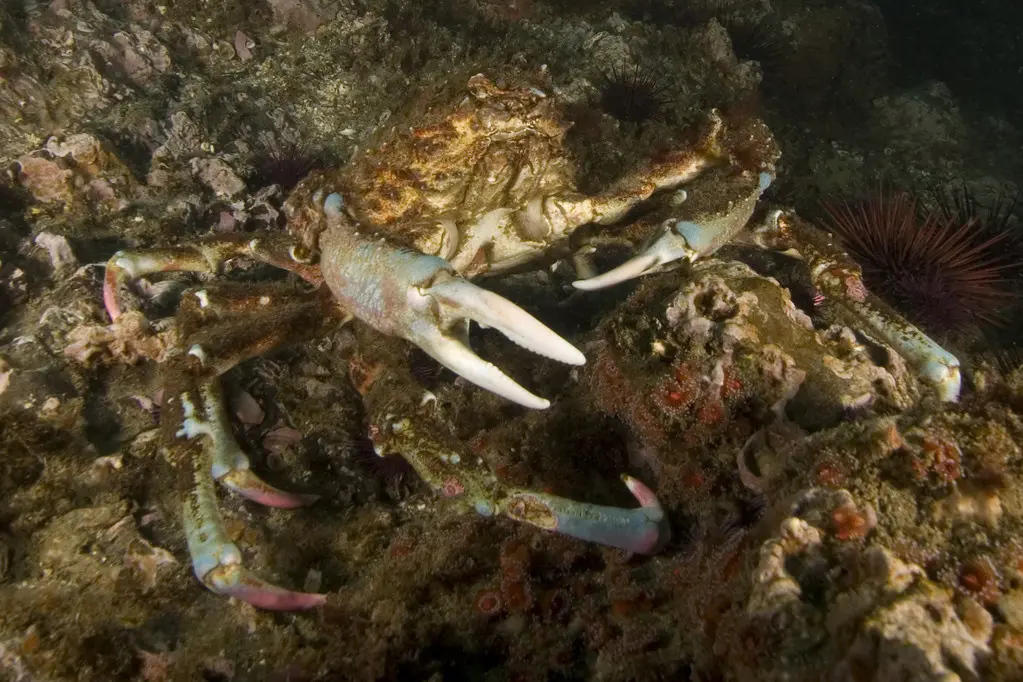 海底大猎杀crab madness是什么模式 海洋生物研究员揭秘海底大猎杀模式