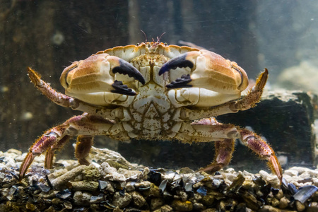 海底大猎杀crab madness是什么模式_海底猎杀海_海底猎杀小游戏