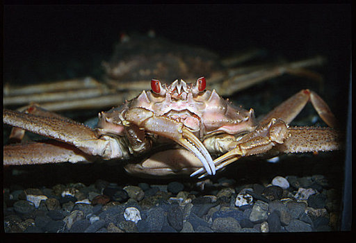海底大猎杀crab madness是什么模式_海底猎杀海_海底猎杀小游戏