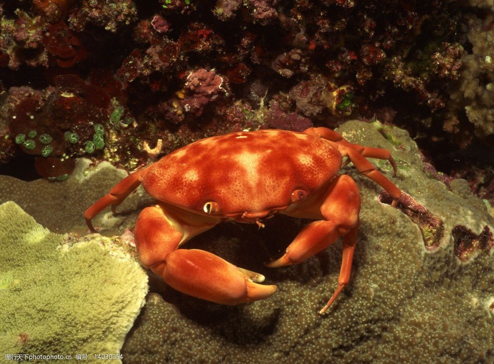 海底猎杀小游戏_海底猎杀海_海底大猎杀crab madness是什么模式