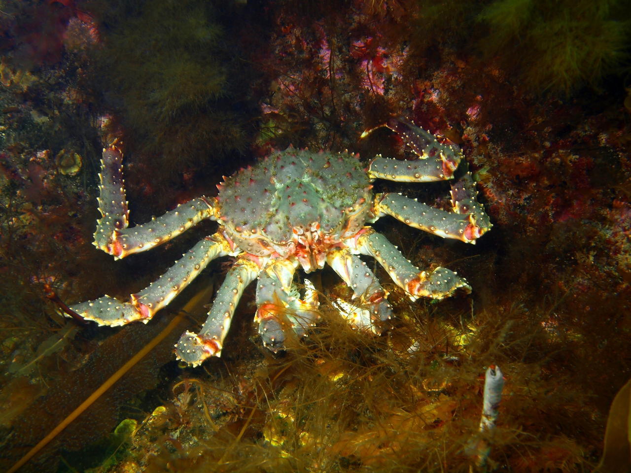 海底猎杀小游戏_海底猎杀海_海底大猎杀crab madness是什么模式