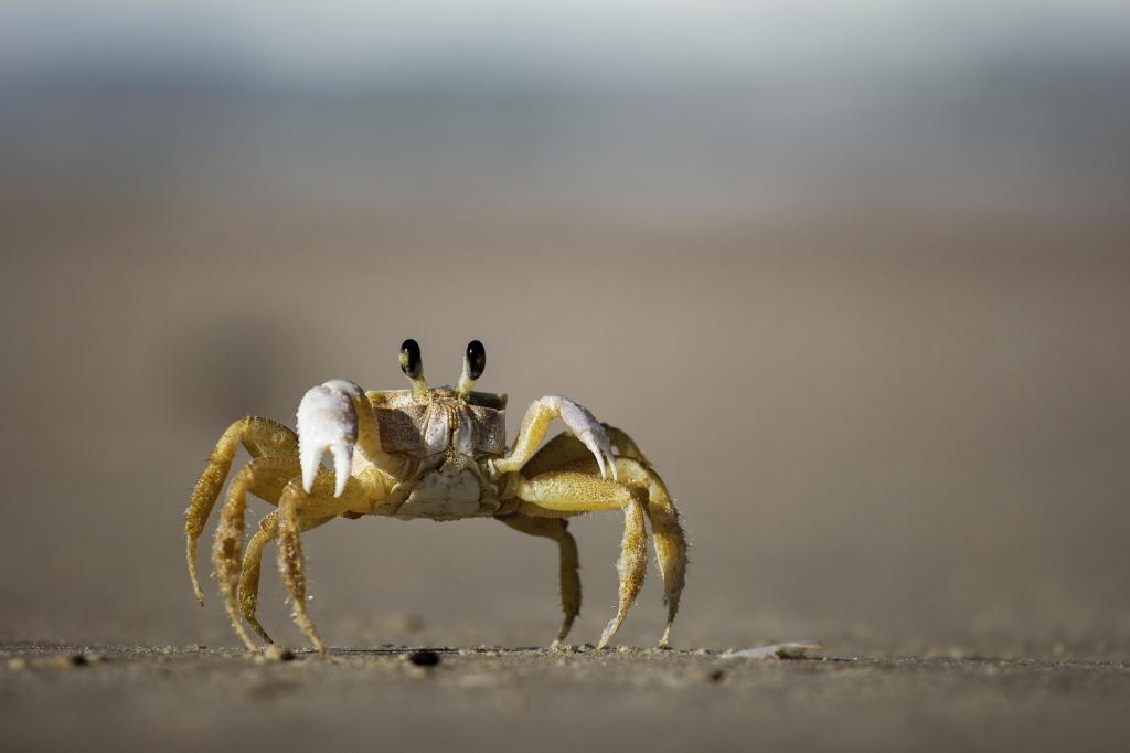 海底大猎杀螃蟹走不动路bug-海底探险家：猎杀螃蟹路线全新升级
