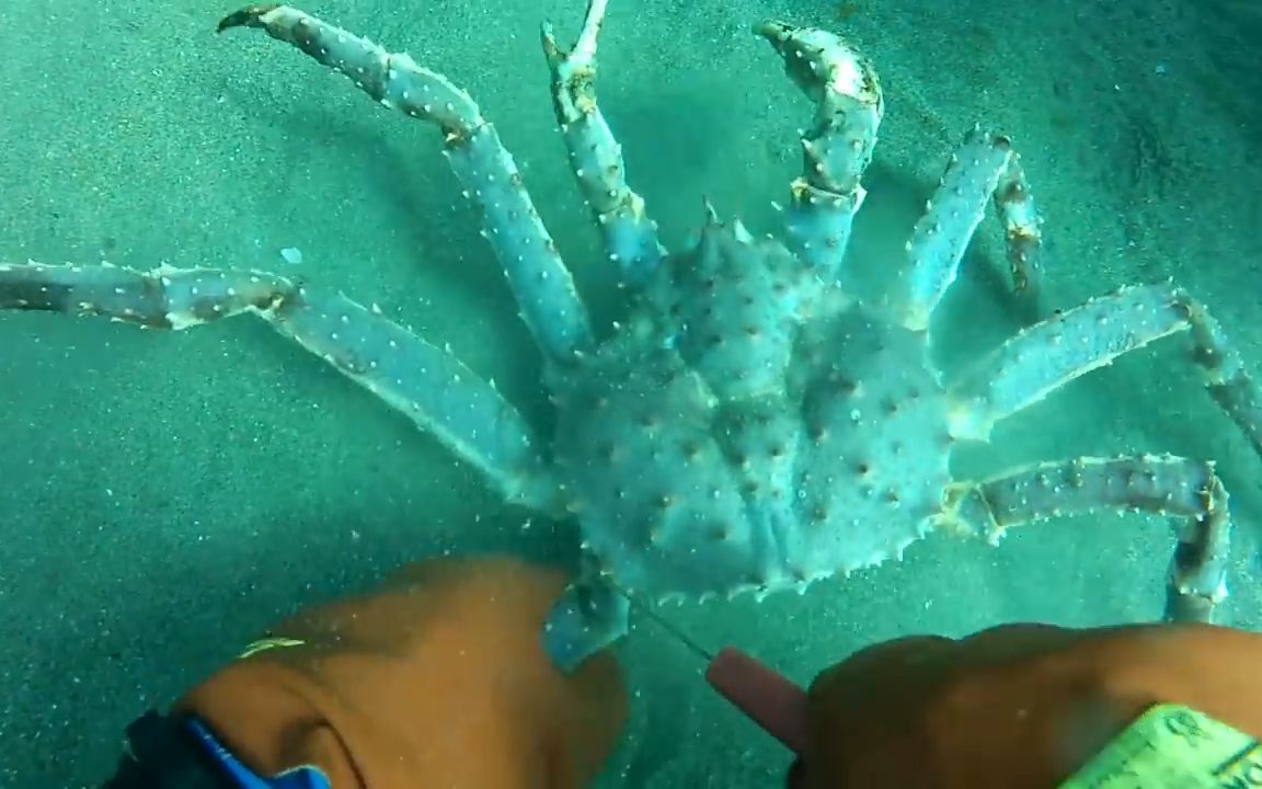 海底大猎杀螃蟹王游戏_海底大猎杀蟹王视频_海底猎杀之帝王蟹