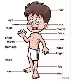 英语身体部位游戏,Engaging English Language Learn