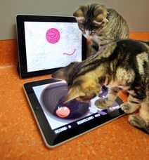 猫猫的游戏,猫猫游戏中的奇幻之旅