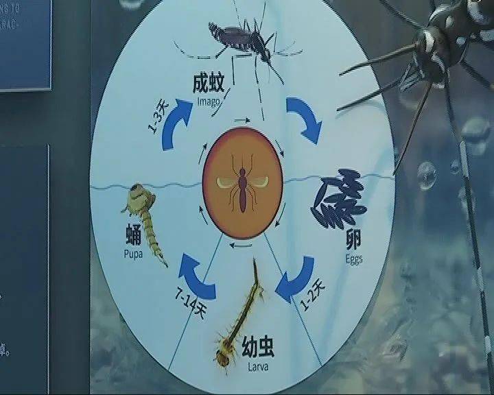 思越木结构|虫子的变态过程是一个奇妙而神秘的过程