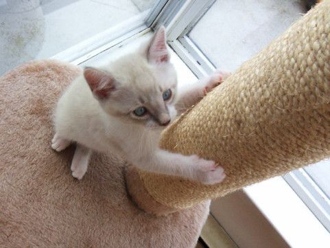 猫咪app之前的网址_猫咪aoo网址_猫咪网址