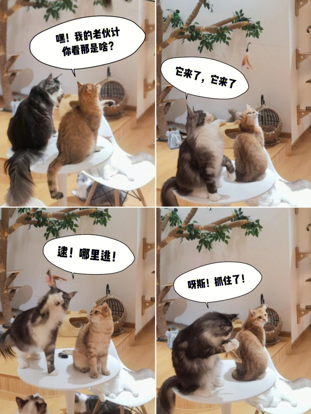 猫咪天堂