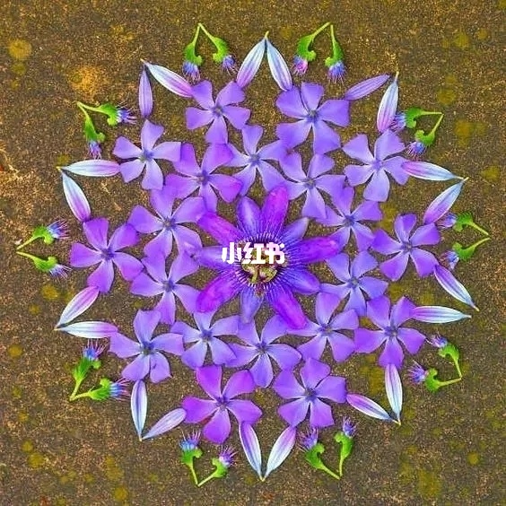布布花加点_布布花_布布花技能搭配