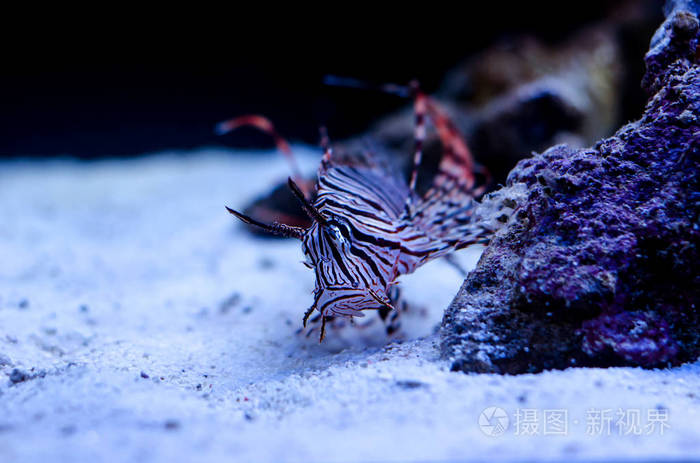 深海狮子鱼_深海狮子鱼简介_深海狮子鱼图片大全大图