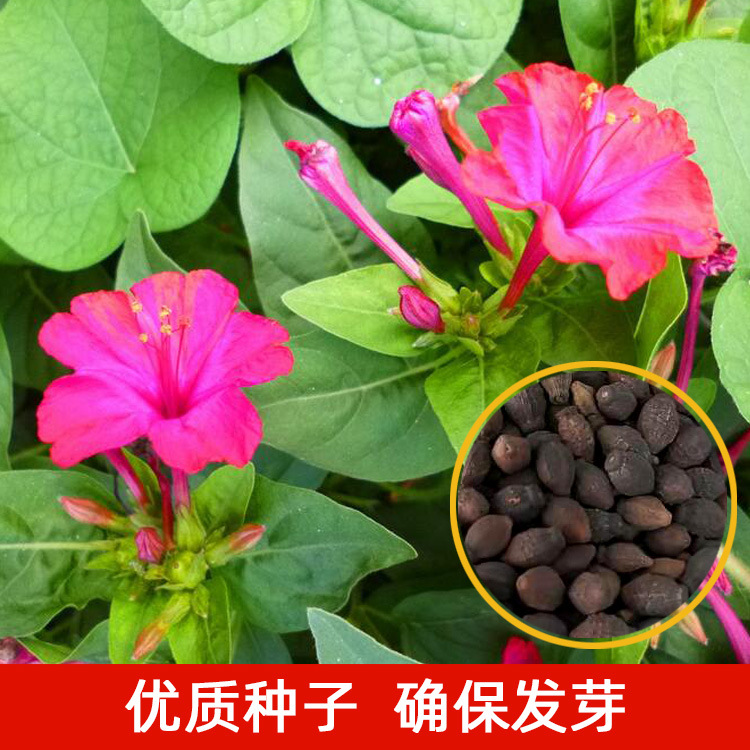 梦幻西游庭院种植几天收获_梦幻庭院种植收益表_梦幻西游庭院种植攻略