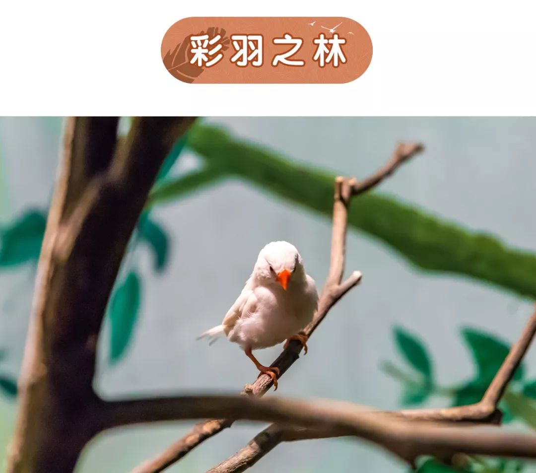 森林台打开控制台怎么开_森林控制台怎么打开_森林控制台打不开怎么办