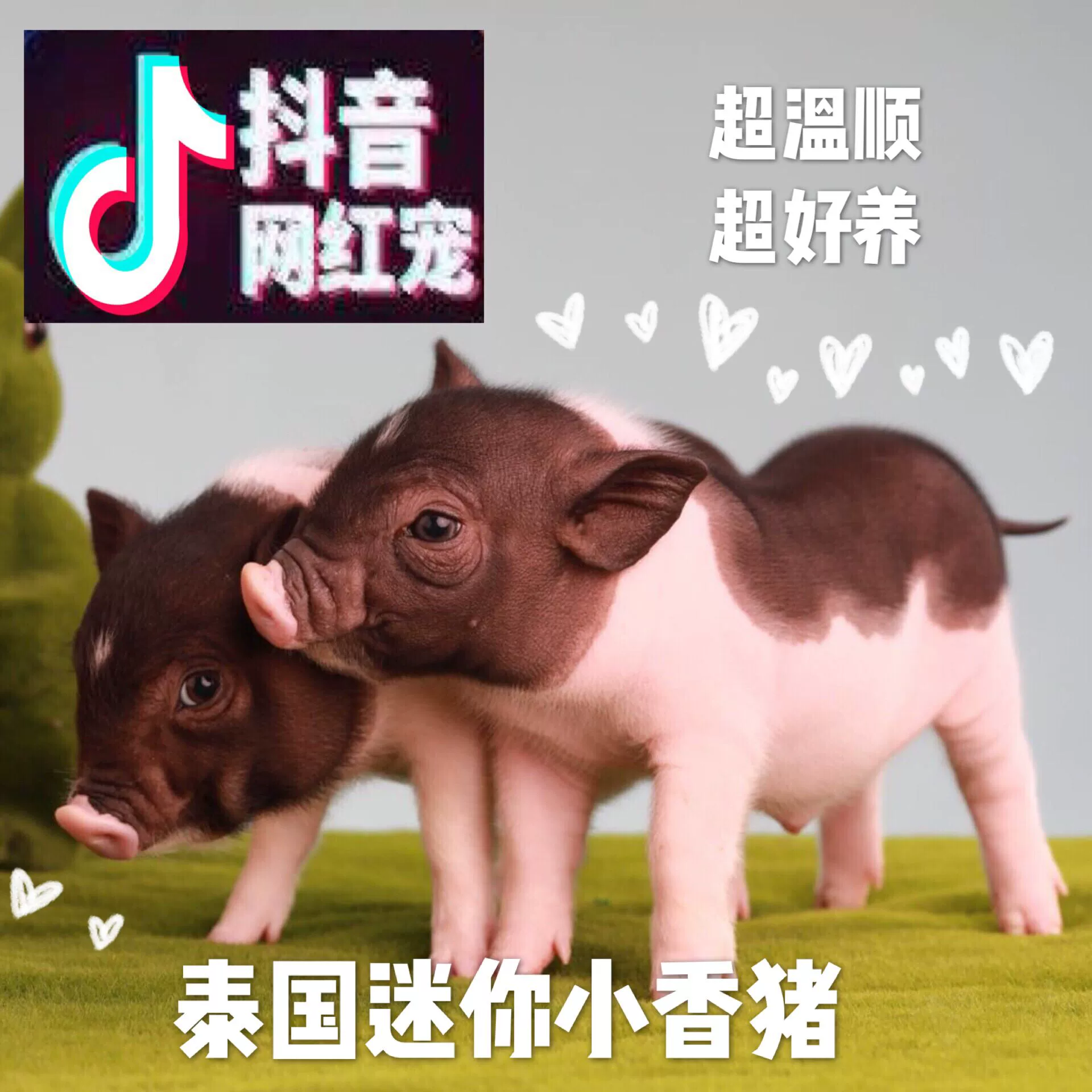 乖乖猪世界无敌版下载_乖乖猪世界无敌版_乖乖猪世界无敌