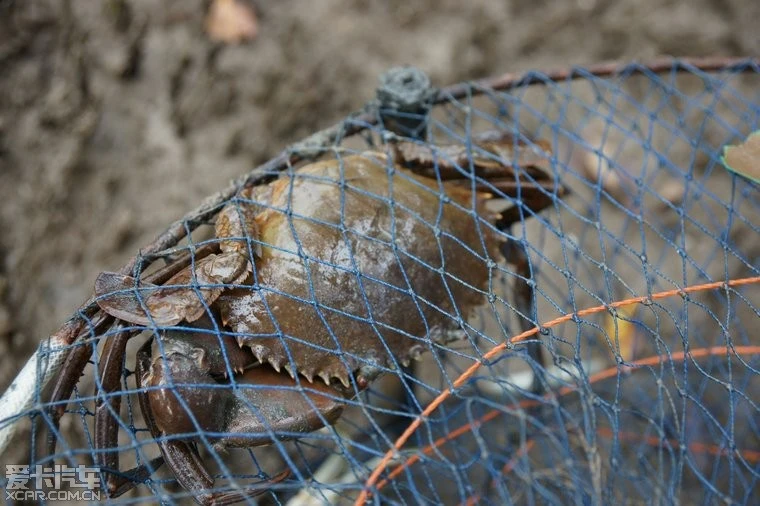 海底大猎杀crab madness是什么模式 海底大猎杀crabmadness改