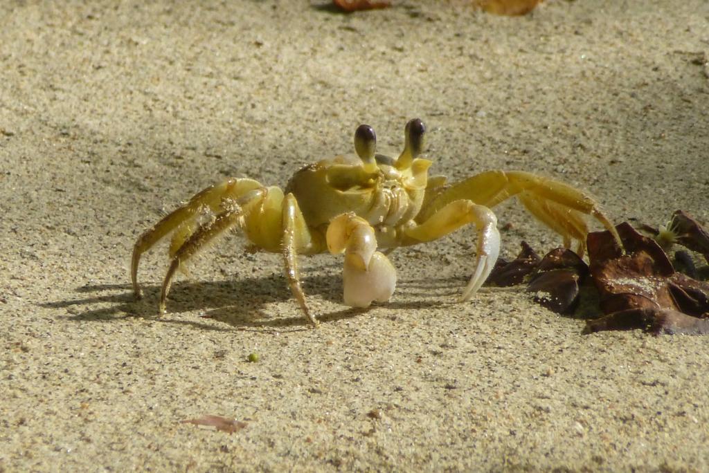 热闹海滩上，螃蟹大猎杀激起人潮涌动