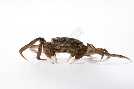 螃蟹模式生物 海底巨蟹炫技，闪耀甲壳展示