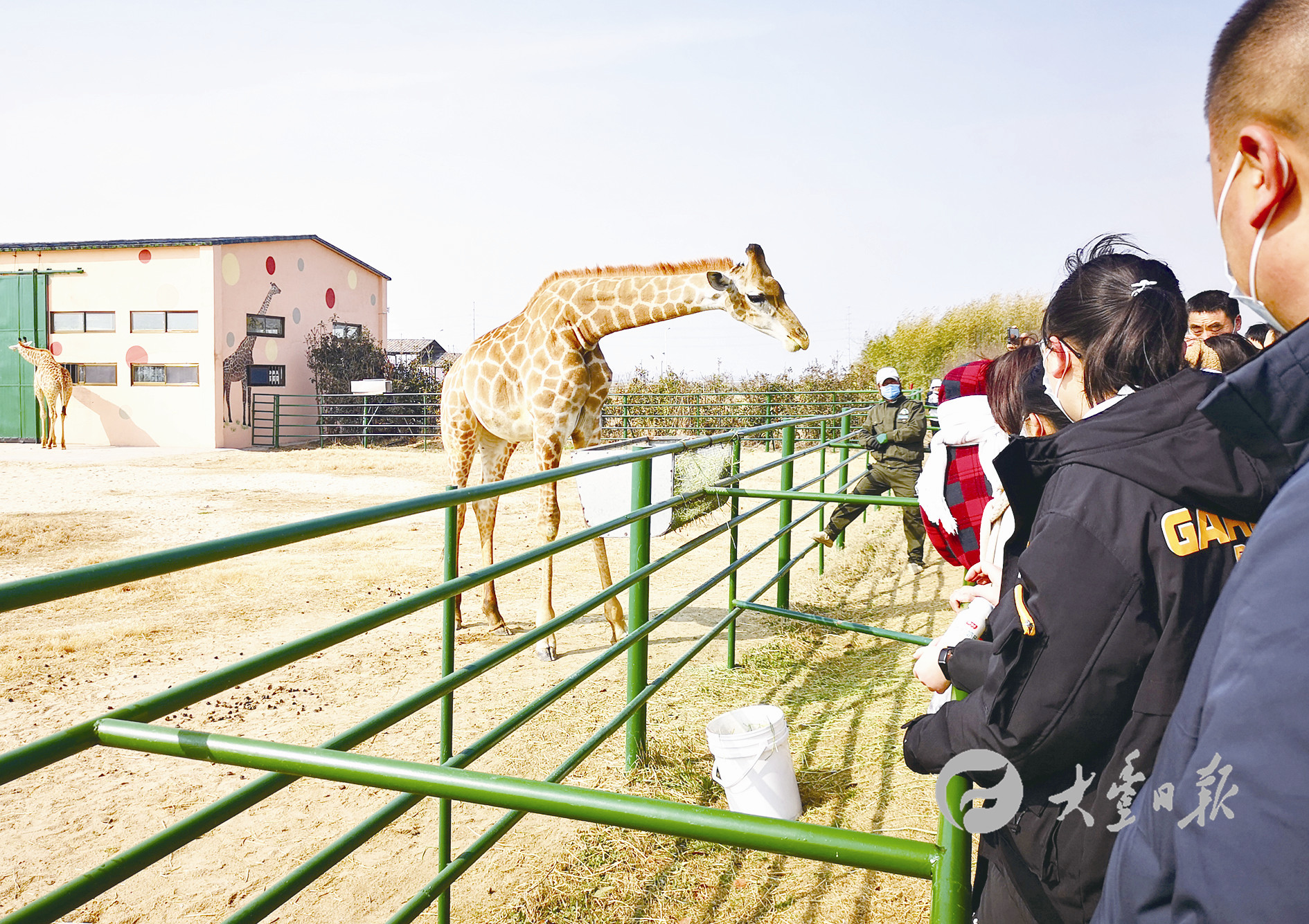 日本zoozoo www.zoo.ch 迷人大熊猫，日本zo