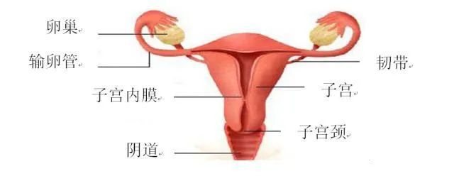 女性生殖一线图片大全 女性生殖系统揭秘：子宫形成奥秘+图片大