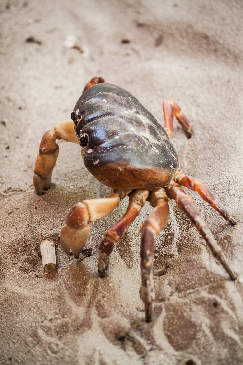 海底大猎杀螃蟹王游戏_海底大猎杀螃蟹王权杖有什么用_海底大猎杀蟹王视频