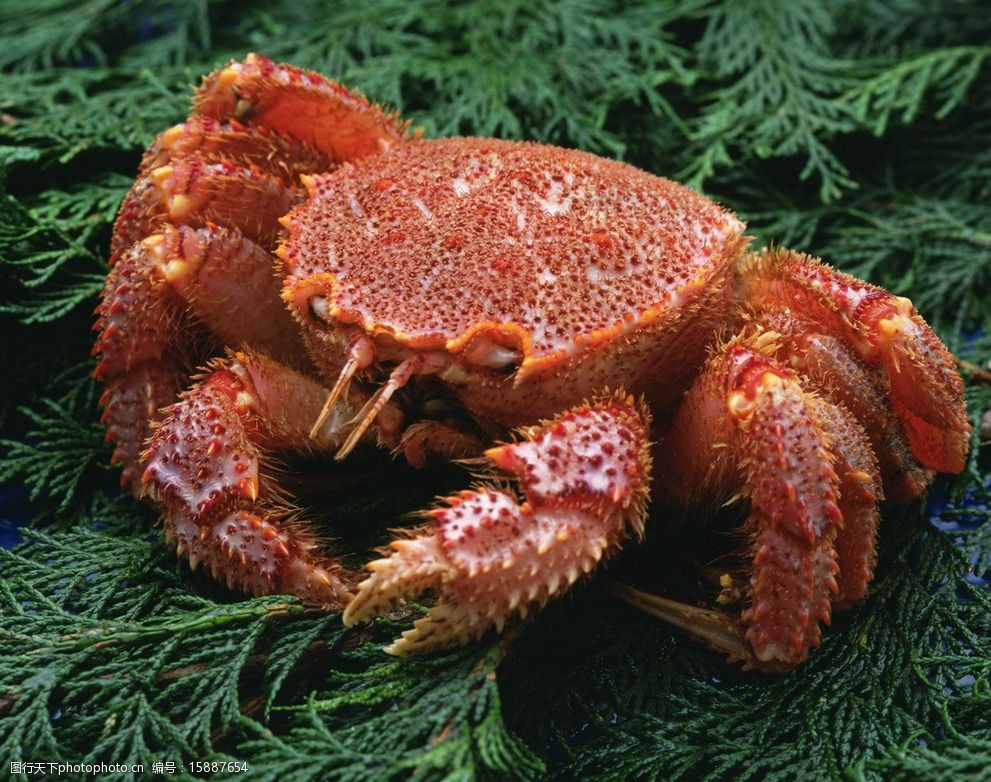 海底大猎杀crab madness是什么模式 深海王国的猎杀