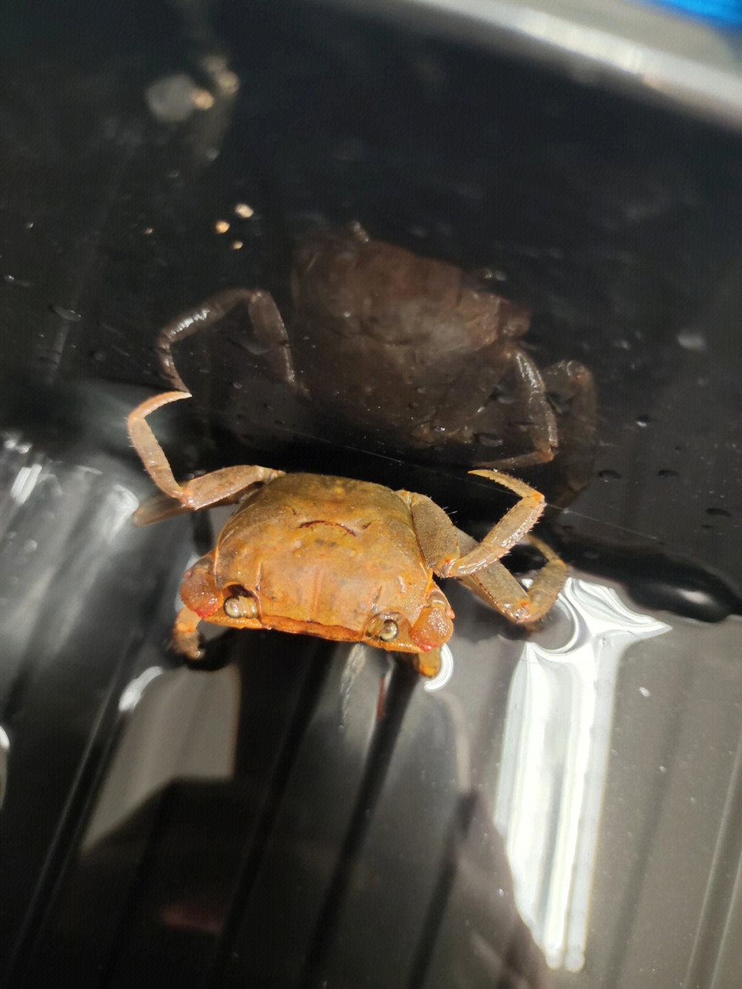 螃蟹生态系统_螃蟹 模式生物_螃蟹生物模式图