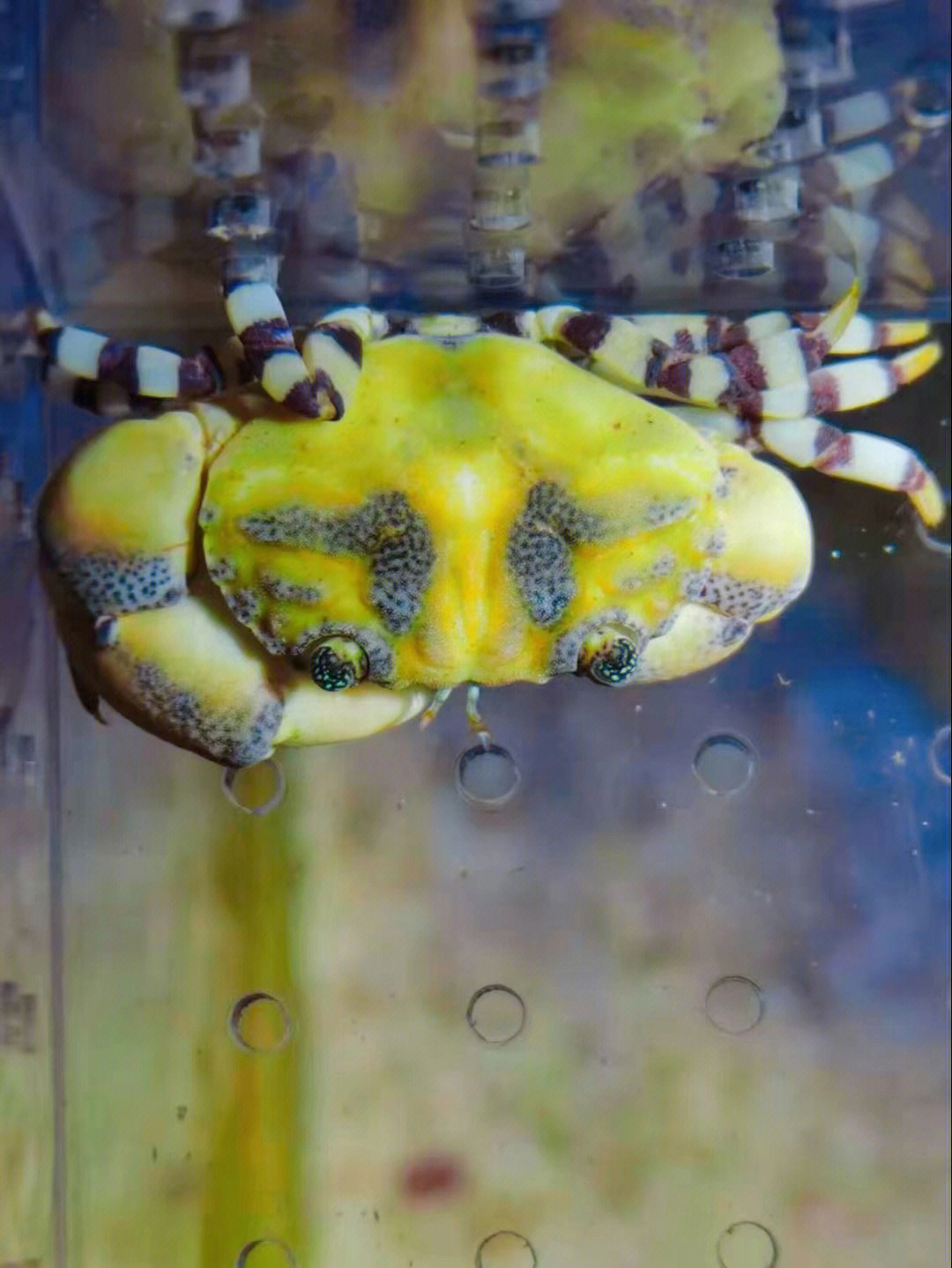 螃蟹生物模式图_螃蟹 模式生物_螃蟹生态系统
