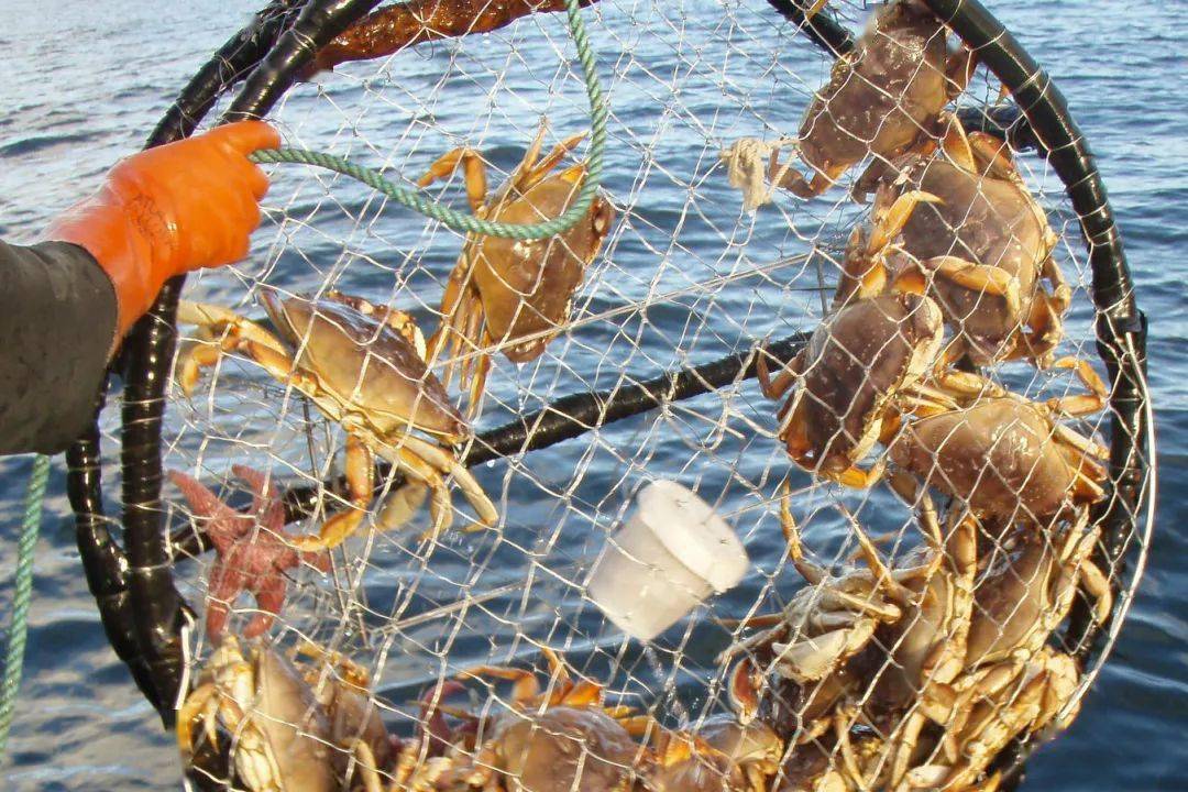 海底猎杀手游版_海底大猎杀crab madness是什么模式_海底猎杀海
