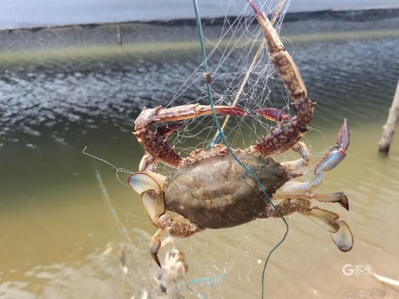 海底猎杀手游版_海底猎杀海_海底大猎杀crab madness是什么模式