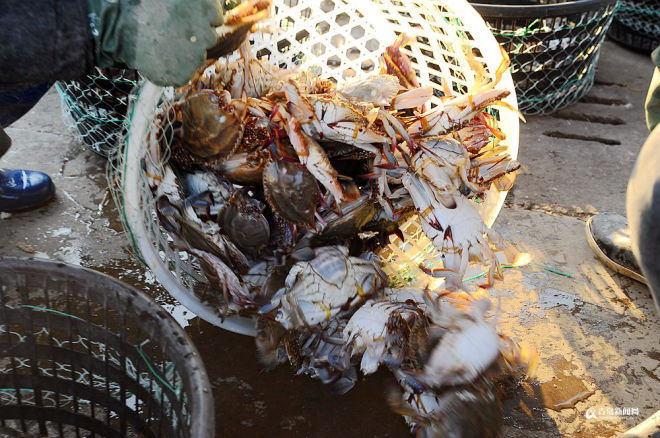 海底猎杀海_海底猎杀手游版_海底大猎杀crab madness是什么模式