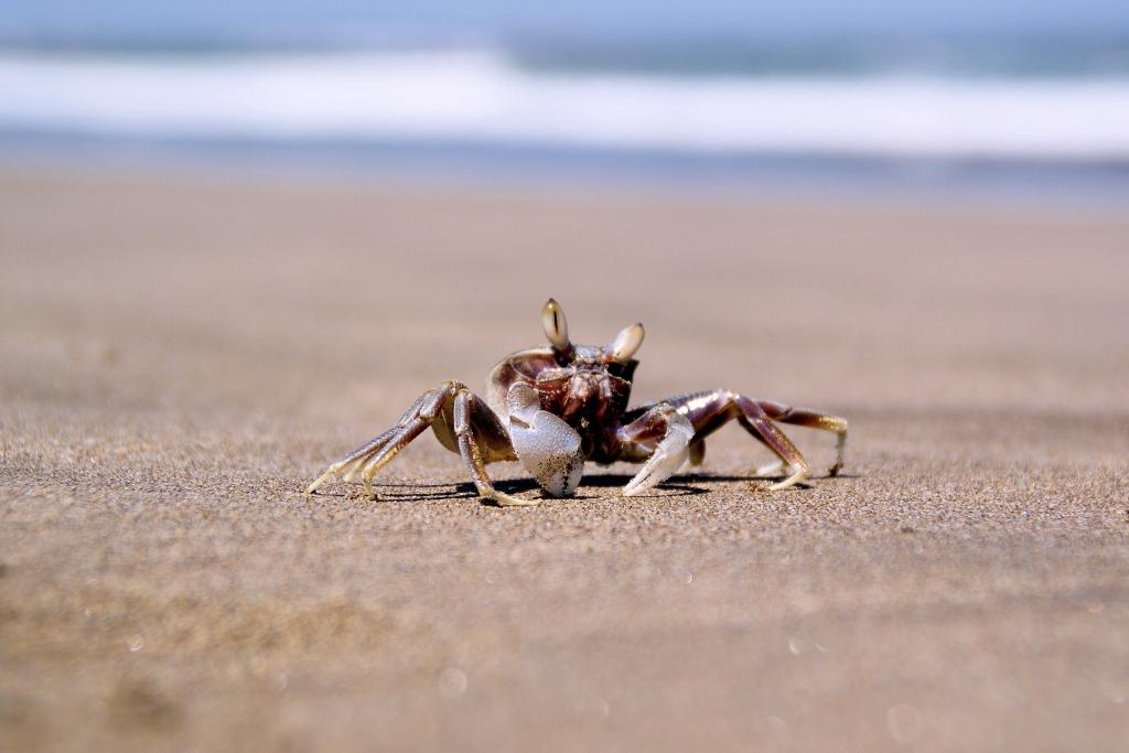 海底大猎杀螃蟹走不动路bug_海底大猎杀螃蟹大战_海底大猎杀大螃蟹