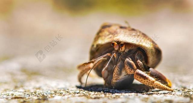 海底大猎杀螃蟹走不动路bug_螃蟹的海底大猎杀_海底大猎杀螃蟹大战