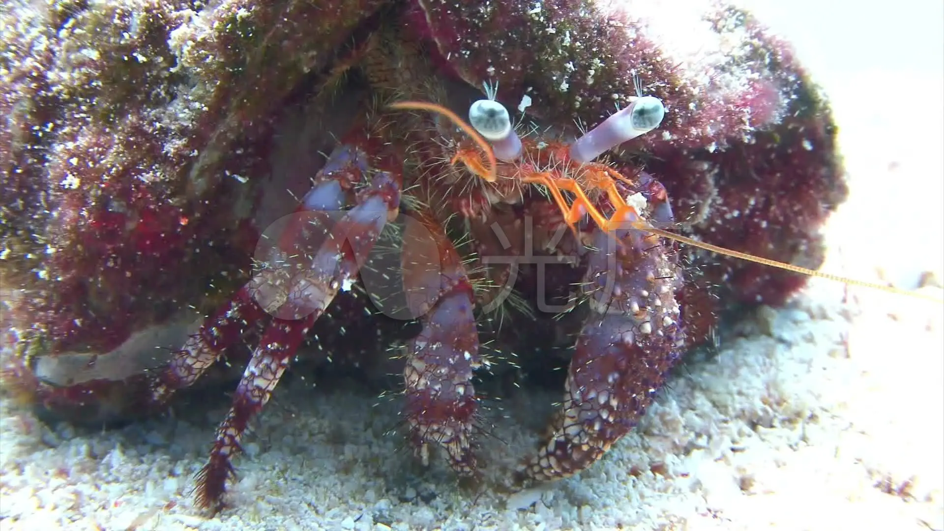 海底大猎杀crab madness是什么模式_海底猎杀手游版_海底猎杀小游戏