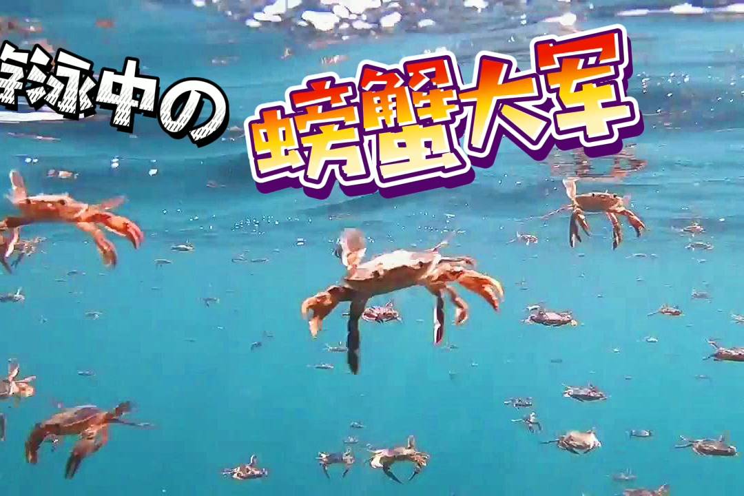 海底大猎杀蟹王视频_海底大猎杀螃蟹王游戏_海底大猎杀螃蟹王权杖有什么用